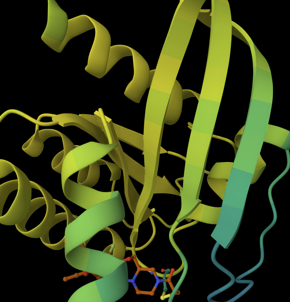 Biological Structure